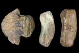 Composite Hadrosaur Toe - Hell Creek Formation, South Dakota #129378-1